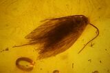Fossil Hairy Moth (Lepidoptera) in Baltic Amber #170063-1